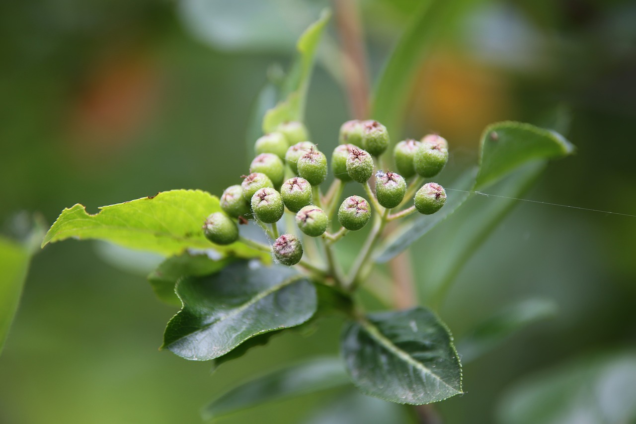 Aroniabeere: Das Superfood für deine Gesundheit